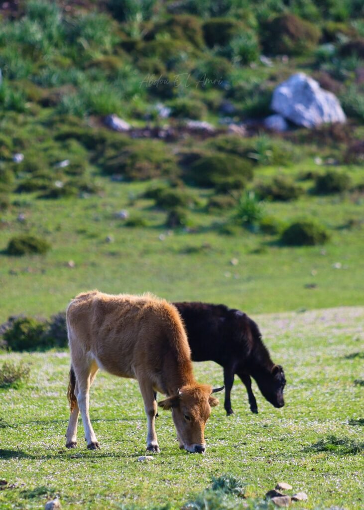 Vacas pastando en una colina verde